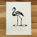 Flamingo in Shallows   Barbara Gomes Arts