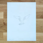 Hunting Osprey   Barbara Gomes Arts