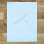 Magnificent Frigatebird   Barbara Gomes Arts