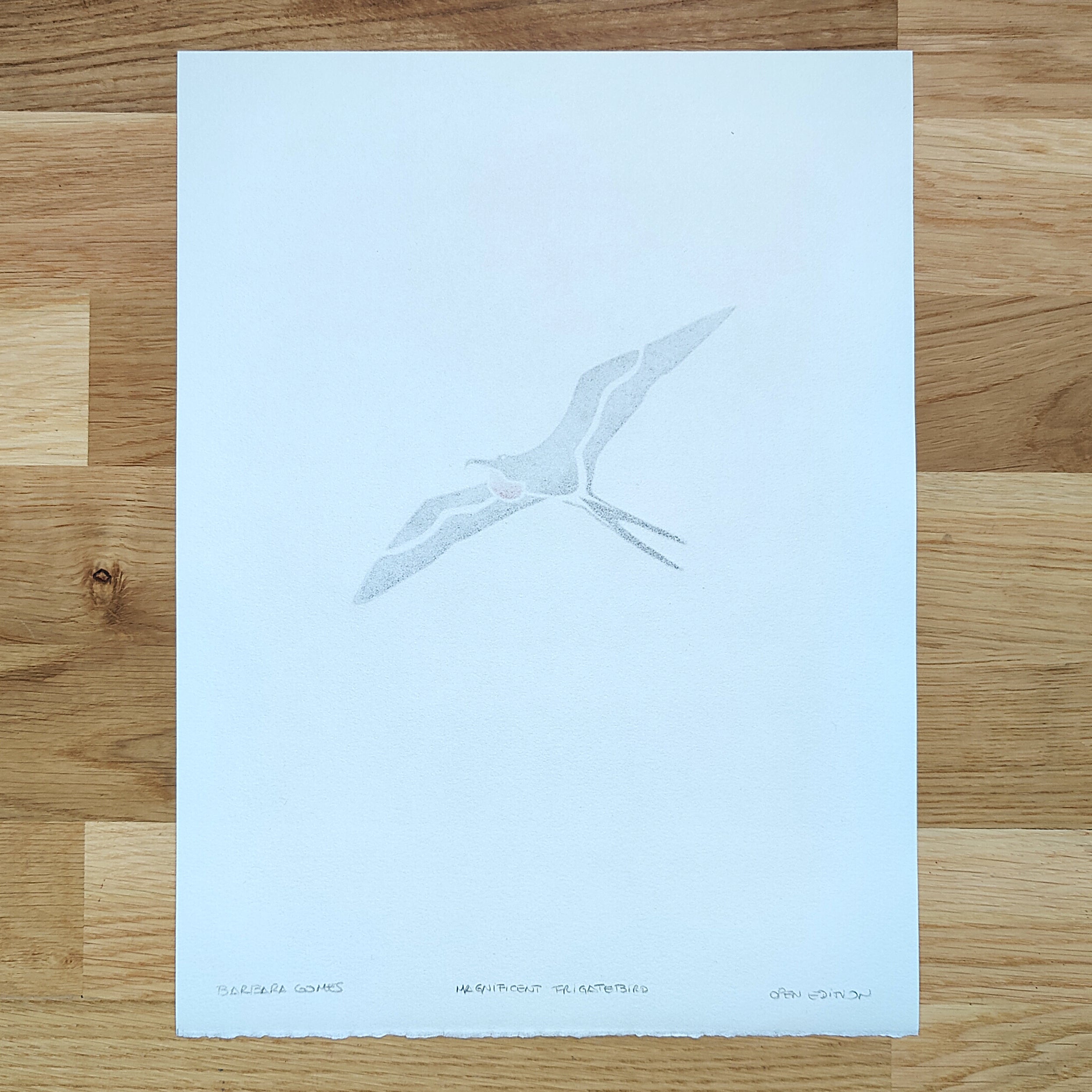 Magnificent Frigatebird   Barbara Gomes Arts