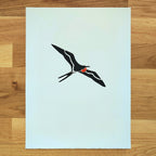 Magnificent Frigatebird   Barbara Gomes Arts