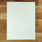 Swallow-Tailed Kite   Barbara Gomes Arts